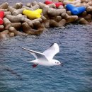 부산갈매기 이미지