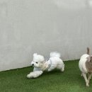 멍글로우