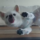 덕분이야모든개 이미지