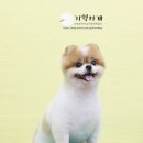 기억하개 이미지