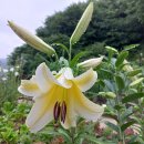 김천시 조마면사무소 화장실 | 김천 조마면 삼산리 단독주택매매 산으로 둘러싸인 조용한 전원주택 단지내 예쁜집 구경오세요