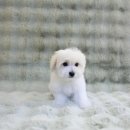 샵펫 강아지분양 울산점 이미지