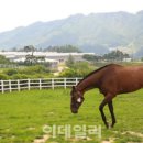 흥원목장 네이버블로그