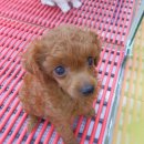 도꾸애견 이미지