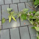 여주-0112 이미지