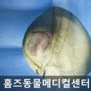 홈즈 동물병원 이미지