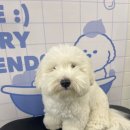 하울팟 위례점 | 위례 애견 유치원ㅣ위례 강아지 호텔 반려견 유치원 하울팟케어클럽