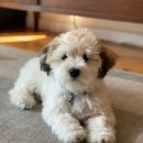 더편한동물병원 이미지