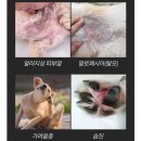 강사모백화점 | 🧸페토메디 스킨 후기🧸