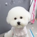 더펫샵애견미용