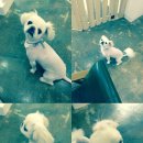 왈왈애견미용샵 이미지