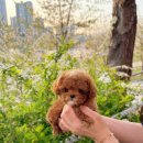 이정훈 강아지 이미지