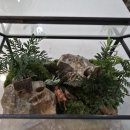 원예 테라리움 이미지