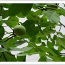 호두나무 이미지