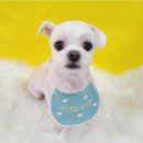 센트럴 펫살롱 이미지