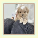 우리들애견 이미지