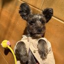 아띠라미 이미지