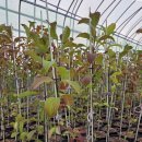 분꽃농장 이미지