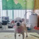 폼나개이뿌개 이미지