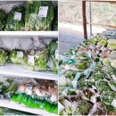 내현권역추진위영농조합 이미지