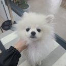 러블리 멍멍이 이미지