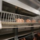 사계절양계장 이미지