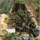 오뚜기농장 이미지