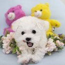 뭉치켄넬 | 청도 반려동물샵 눈뭉치 같은 느낌이랄까요