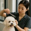 강남애견 | 강남애견미용학원 강아지무료미용 후기