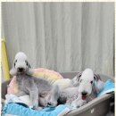 행복한 애견 미용 이미지