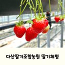 다산농원 | 대구 근교 아이랑 가볼만한곳, 고령 다산딸기조합농원 딸기체험 후기