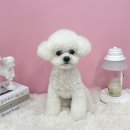 댕그루밍 이미지