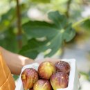 동호리 농장 이미지