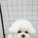 MUNG MOO 네이버블로그