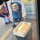 피자스쿨 건대점 이미지