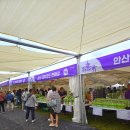 대부바다향기 테마파크 | 2025 안산 대부도 대부포도축제 &amp; 대부바다향기테마파크 다녀온 후기 | 안산 마라톤대회, 안산 대부도...