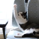 착한 고양이 티스토리