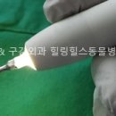 서초힐스동물병원 이미지
