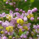 봉숭아손톱 이미지