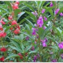 원예테라피 이미지