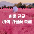 열두달 국내 여행지 추천 & 인생사진 찍기 | 서울 근교 여행, 이색 가을꽃 축제 BEST 6! 사진 찍기 특별한 핫플