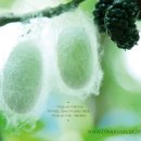 여주-1039 이미지