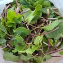 순이네농장 | 봄철 입맛 살리는 ‘순이네고모농장 울진 해방풍’ 후기