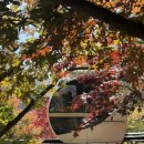 곤지암고등학교 | 2025 화담숲 실시간 단풍 / 11월 화담숲 후기