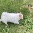 평생 사랑해 줄 개 애견펜션1 이미지