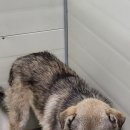 야로동물병원 이미지