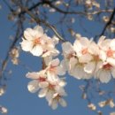 아몬드(Almond)
