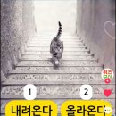 (심리테스트) 고양이는 내려오는걸까? 올라오는걸까? 이미지