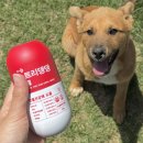 🐶강아지관절영양제 헬로마이펫 뉴트리댕댕 급여 후기🐾