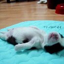 같이 Daum카페
